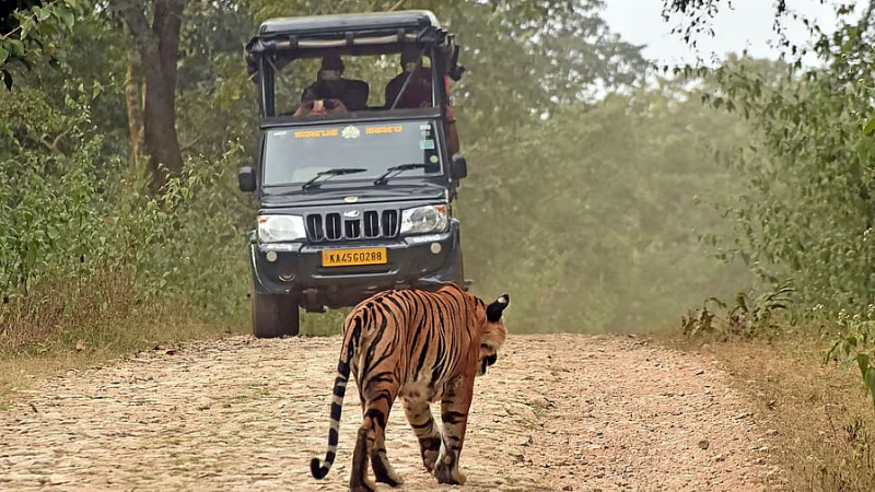 Bandipur