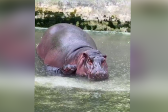 Bannerghatta Hippo Gives Birth copy