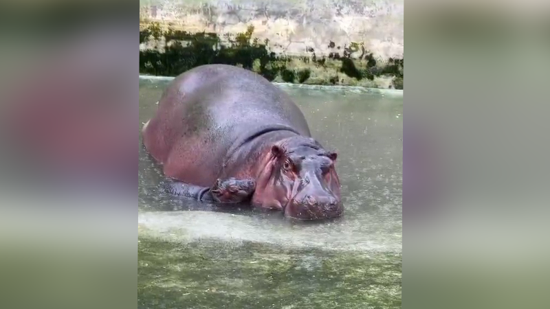 Bannerghatta Hippo Gives Birth copy