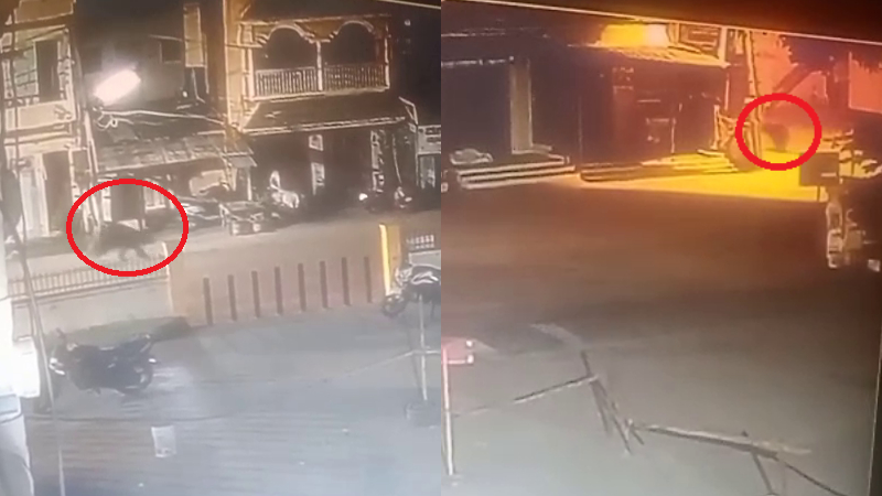 Chitradurga Bear Spotted