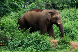 Elephant
