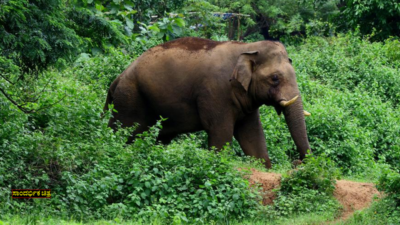 Elephant