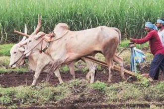 Farmers