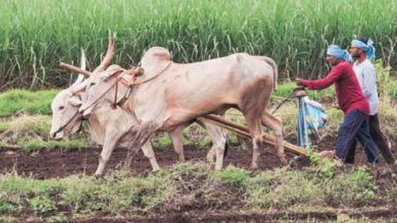 Farmers