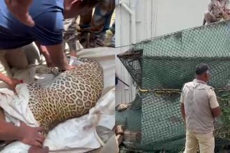 Forest department officials have captured a leopard in Chikkamagaluru Tarikere