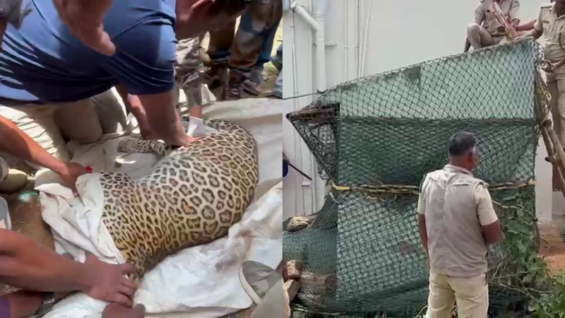 Forest department officials have captured a leopard in Chikkamagaluru Tarikere