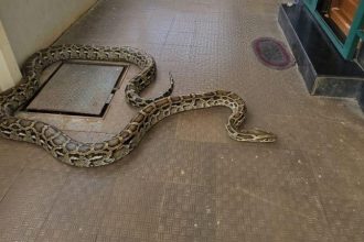 Giant Python