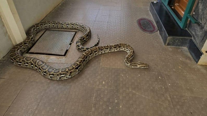 Giant Python