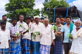 Haveri Maize Crop Destroyed By Farmer
