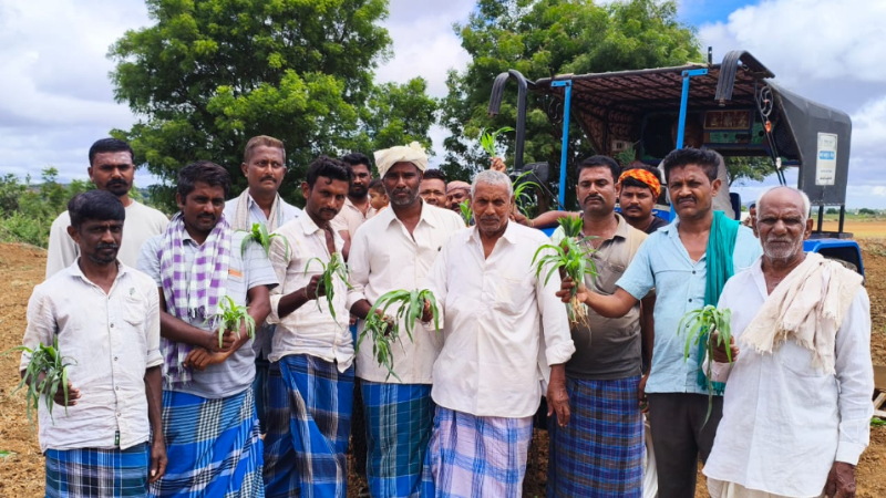 Haveri Maize Crop Destroyed By Farmer