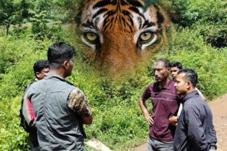 Kodagu Tiger