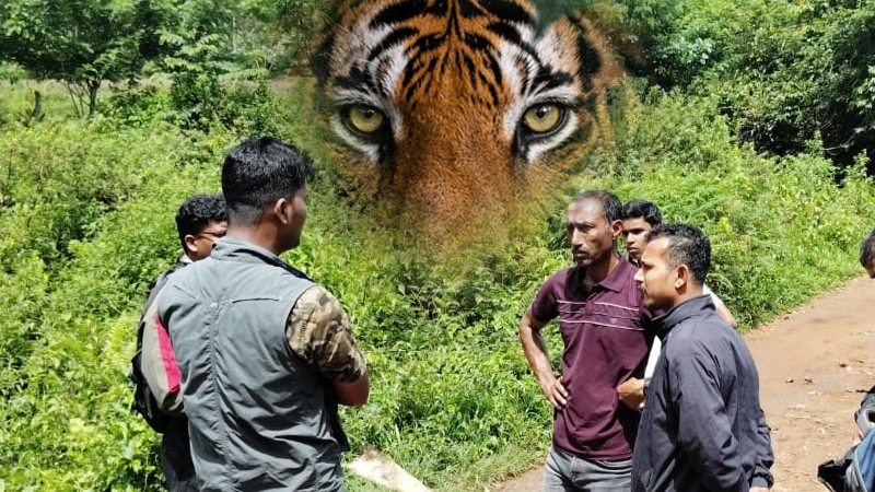 Kodagu Tiger