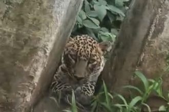 Leopard