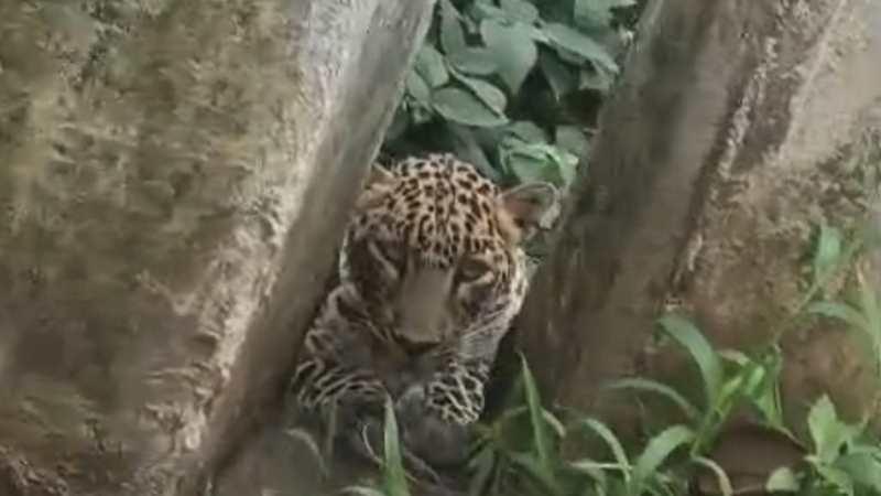 Leopard