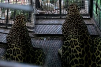 Leopard