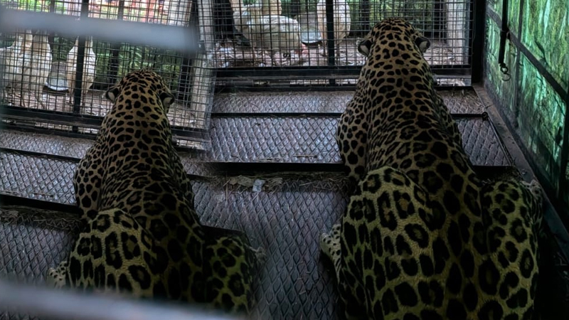 Leopard