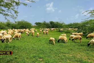 Sheep