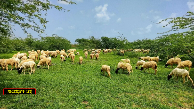 Sheep