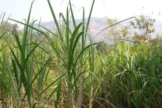 Sugarcane