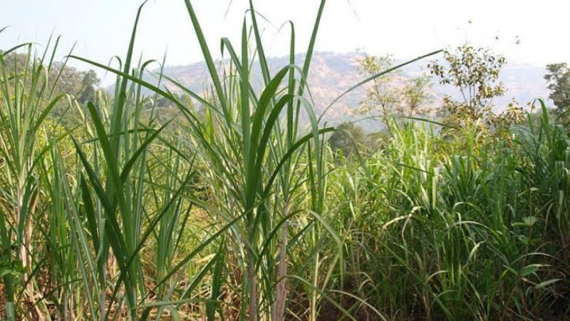 Sugarcane