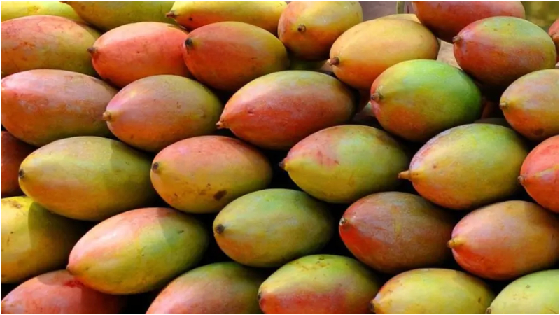 Totapuri Mango