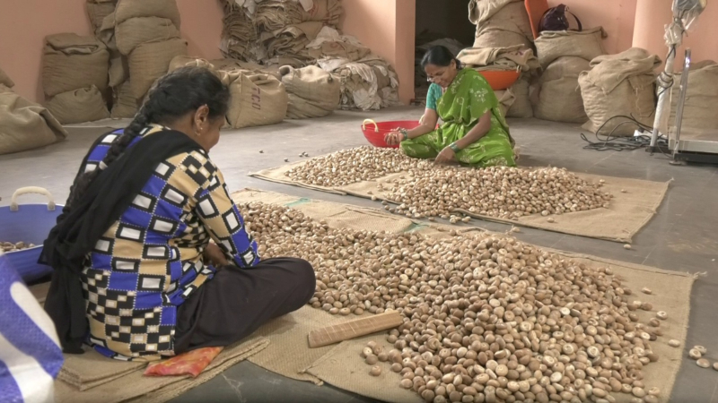 areca nut karwar 1
