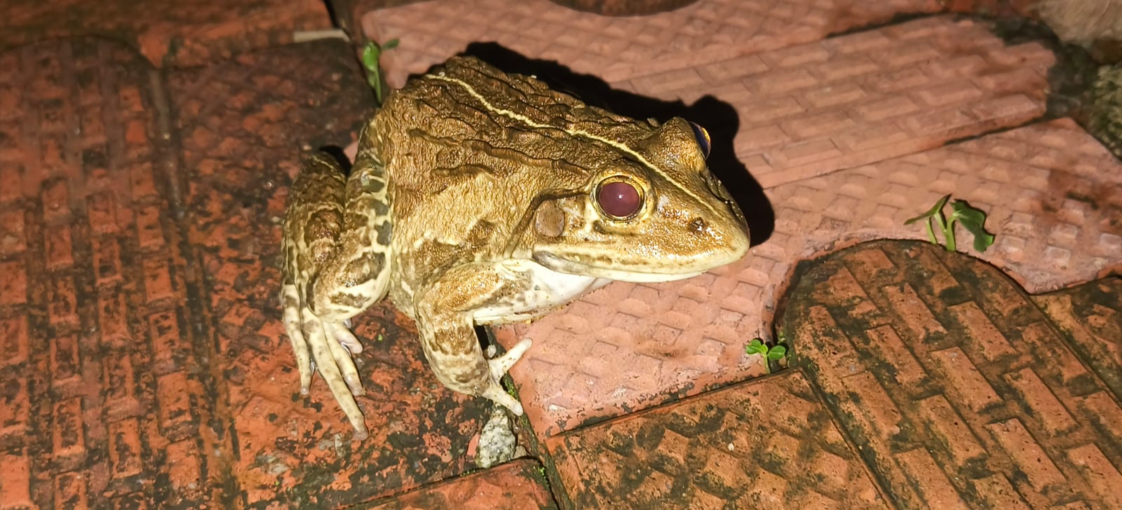 indian bull frog 1