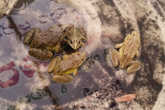 indian bull frog