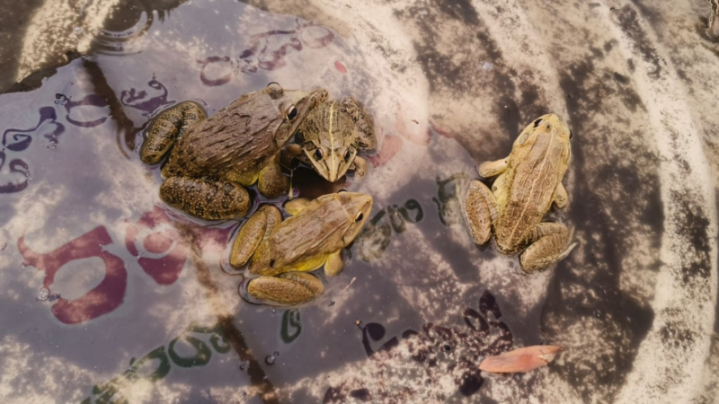 indian bull frog