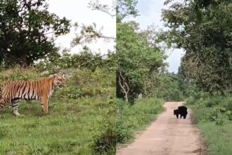 tiger and bear bandipur forest