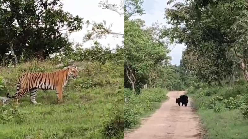 tiger and bear bandipur forest