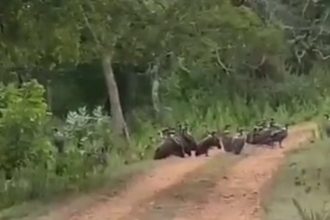 vulture bandipur
