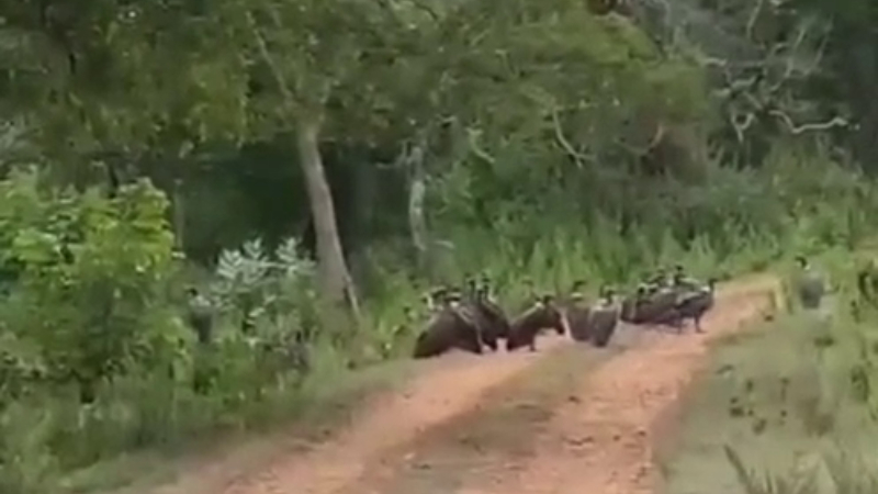 vulture bandipur