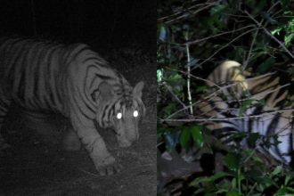 warning to tourists Injured tiger roaming Near Mullaiyanagari Chikkamagaluru