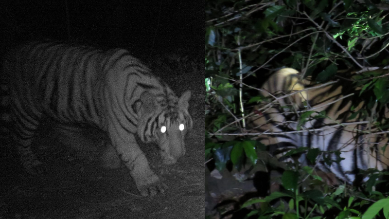 warning to tourists Injured tiger roaming Near Mullaiyanagari Chikkamagaluru