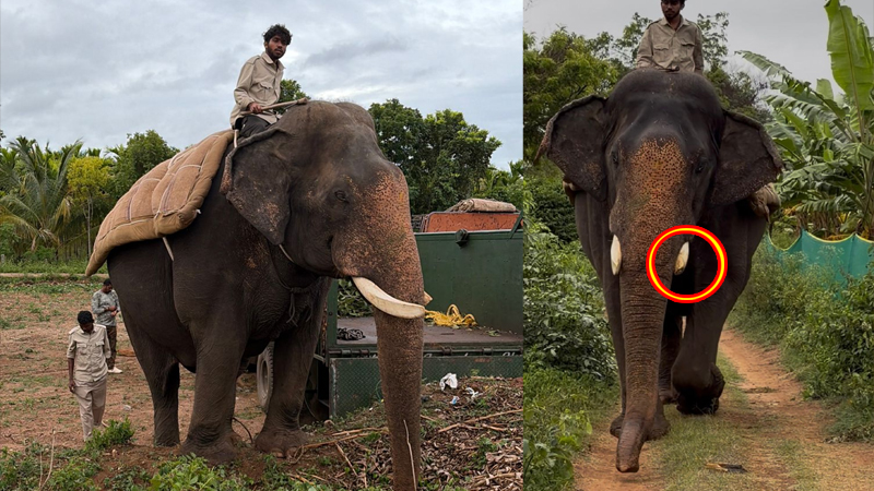 ದಸರಾ ಅಂಬಾರಿ ಆನೆ ಅಭಿಮನ್ಯು ದಂತ ಭಗ್ನ 9 Abhimanyu Elephant 2