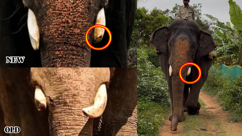 Abhimanyu Elephant