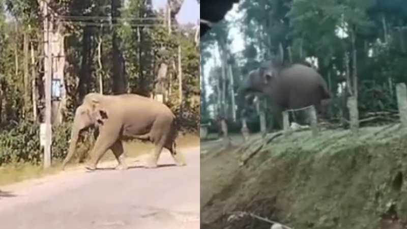 ಭೀಮನ ಮೇಲೆ ಕಲ್ಲು ತೂರಾಟ – ಅಸ್ಸಾಂ ಮೂಲದ ಪುಂಡನ ವಿರುದ್ಧ ಸ್ಥಳೀಯರು ಗರಂ