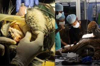 Bannerghatt Tiger Root Canal