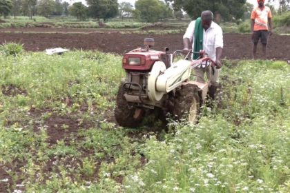 Belagavi Farmers Destroyed Coriander Leave crop
