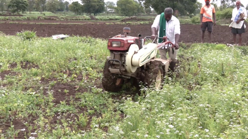 Belagavi Farmers Destroyed Coriander Leave crop