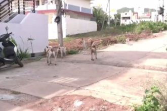 Chitradurga stray dog attack