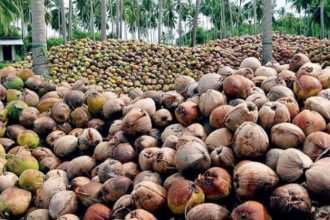 Coconut