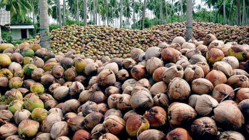 Coconut