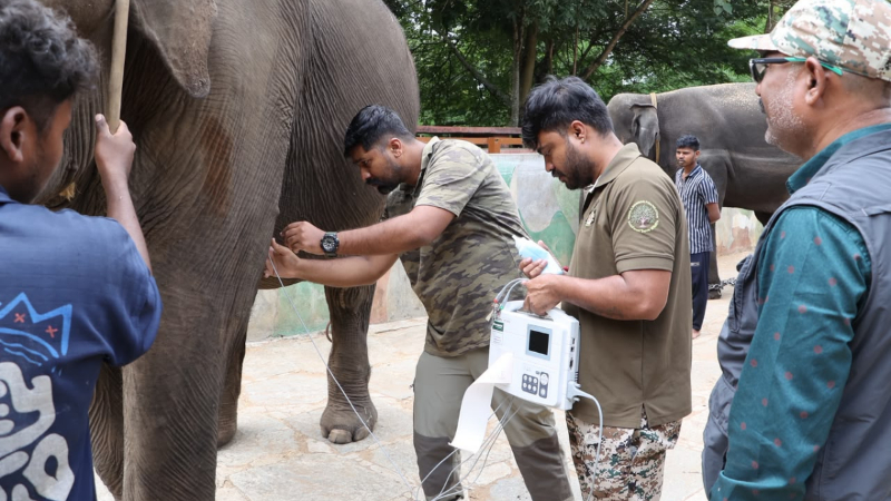 Dasara Elephant 1