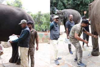 Dasara Elephant