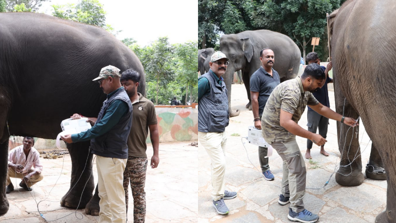 Dasara Elephant