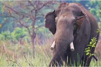 Dhurbe Elephant Kills 4 of Same Family In Nepal