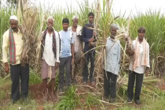 Double Whammy for Belagavi Sugarcane Farmers Delayed Rains and White Grub Menace Threaten Yield 1