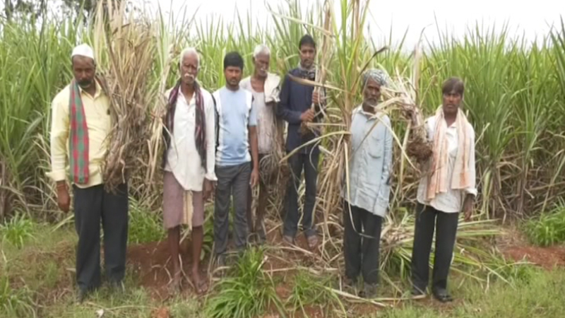 Double Whammy for Belagavi Sugarcane Farmers Delayed Rains and White Grub Menace Threaten Yield 1